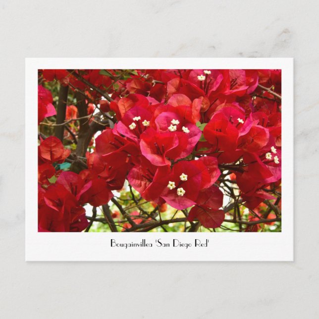 Bougainvillea 'San Diego Red' Kollektive Postkarte (Vorderseite)