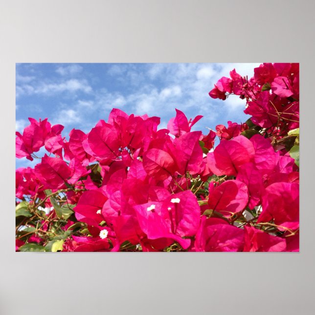 Bougainvillea und Beautiful Blue Sky Poster (Vorne)