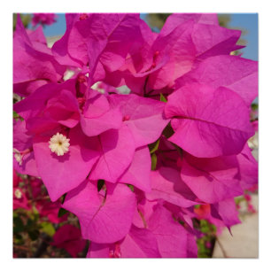 Bougainvilliers 20" x 20", Poster Papier, Semi-Glo