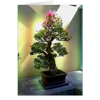 Bougainvilliers Bonsai Tree