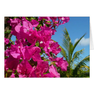 Bougainvilliers et palmiers paysage tropical