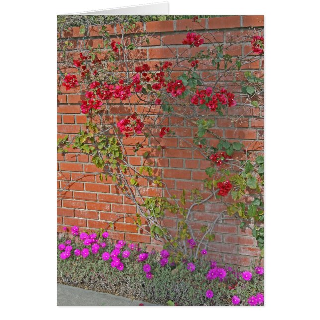 Bouganvillea (Devant)