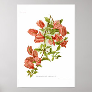 Bouganvillea Poster