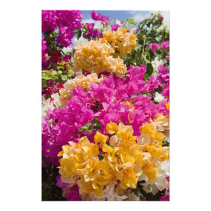 Bouganvilleau, Cayman Brac, Cayman Islands, Fotodruck