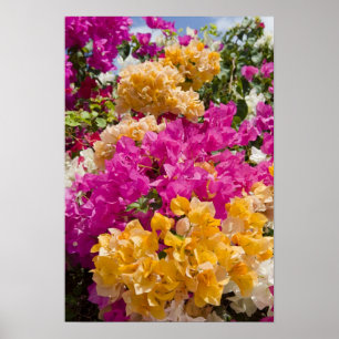 Bouganvilleau, Cayman Brac, Kaimaninseln, Poster