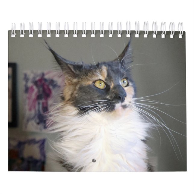 Bougie Dilute Calico Maine Coon Cat Kalender (Titelbild)