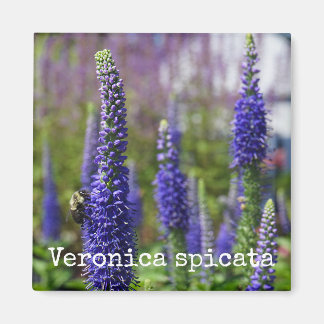 Bougies royales' Speedwell Magnet botanique