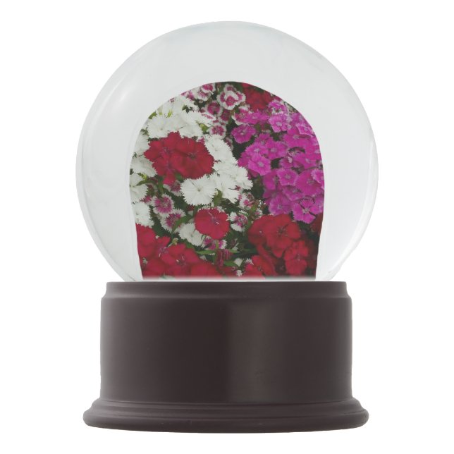 Boule À Neige Floral Dianthus blanc, rose et rouge (Devant)