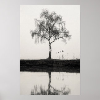 Bouleau au bord d'un étang tranquille Affiche noir