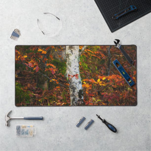 Bouleau d'automne dans la forêt de mossy