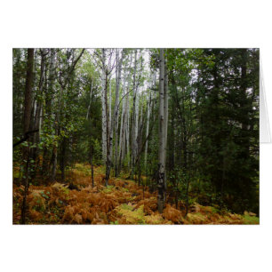 Bouleaux blancs et fougères d'automne aux montagne