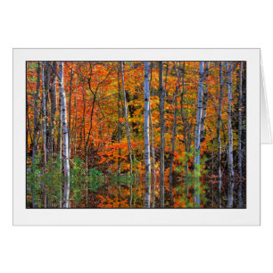 Bouleaux dans la marée haute