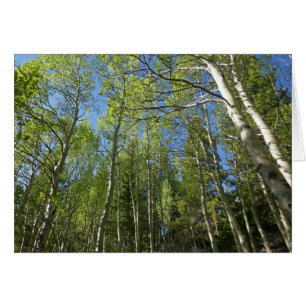 Bouleaux d'été aux Montagnes Rocheuses