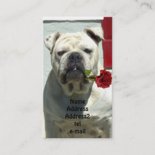 Bouledogue blanc avec le carte de visite rose