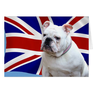 Bouledogue britannique