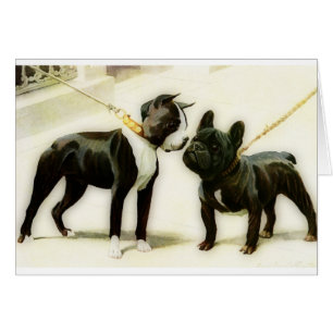 BOULEDOGUE DE BOSTON TERRIER&FRENCH