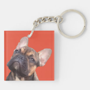 Bouledogue français