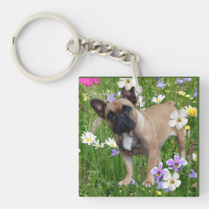 Bouledogue français Happy Day Bouledogue Français