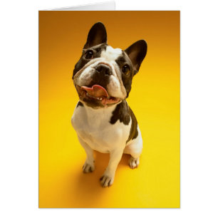 Bouledogue français recherchant