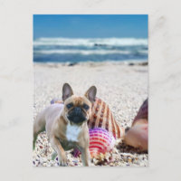 Bouledogue français sur la plage  Carte postale