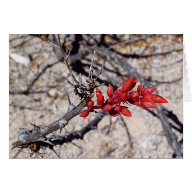Boules (Devant horizontal)