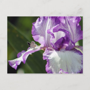 Bountiful Butterfly Iris Fotografie Postkarte