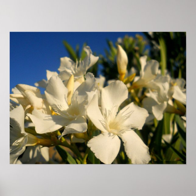 Bouquests und Blauer Himmel Poster (Vorne)