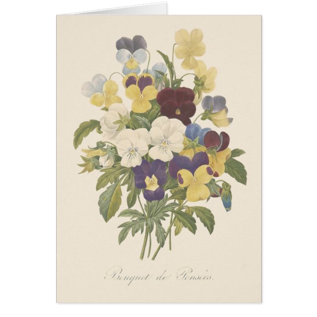 Bouquet Pansy Stiefmütterchen Blume Illustration (Vorne)