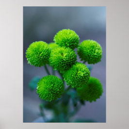 Bouquet von Green Santini Chrysanthemum Blume Poster