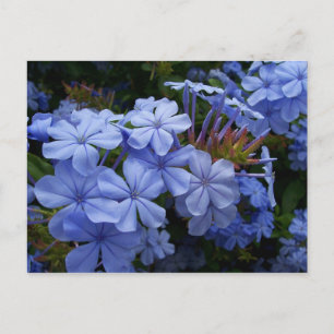 Bouquet von Plumbago Ankündigungspostkarte