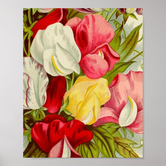 Bouquet von Süßerbsen-Blume-Trivet Poster (Vorne)