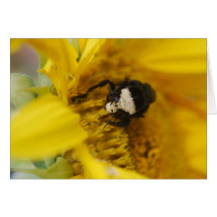 Bourdon sur le tournesol - carte