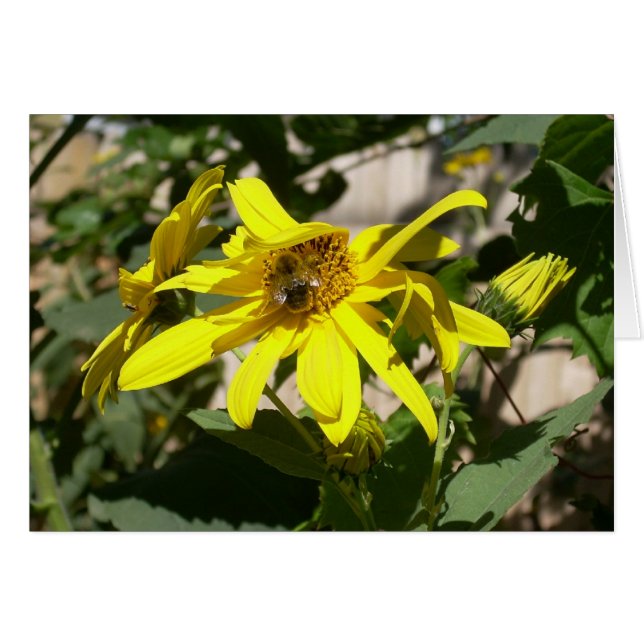 bourdon sur un tournesol (Devant horizontal)