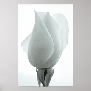Bourgeon de rose blanche ... affiche