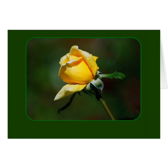 Bourgeon de rose jaune (Devant horizontal)