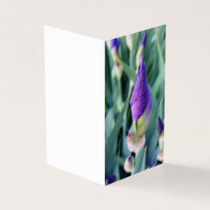 bourgeon d'iris pourpre