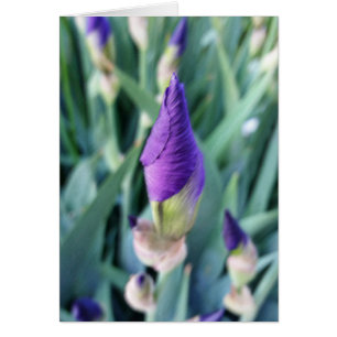 bourgeon d'iris pourpre
