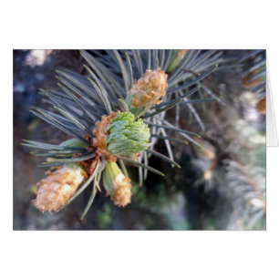 bourgeons de sapin de printemps