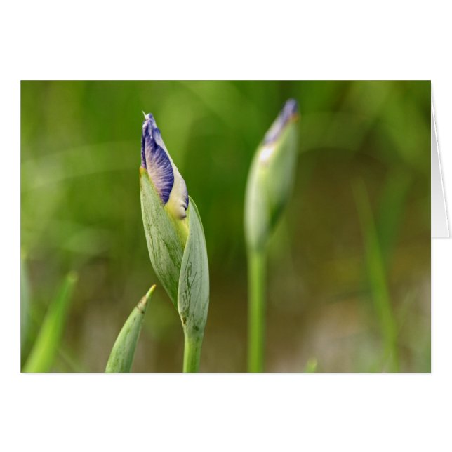 Bourgeons d'iris (Devant horizontal)