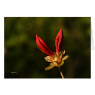 bourgeons rouges
