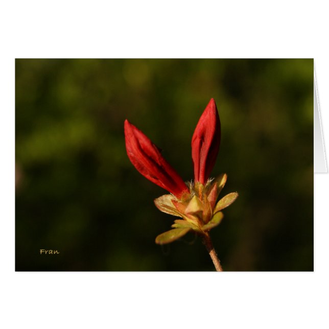 bourgeons rouges (Devant horizontal)