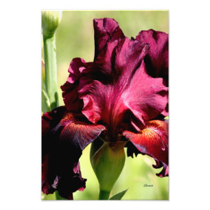 Bourgogne/copie rouge de photo d'art de photo