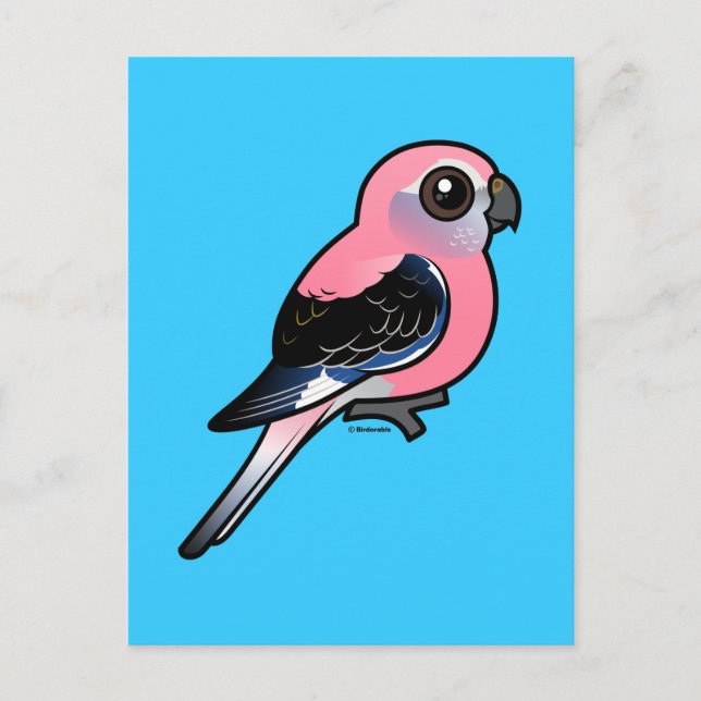 Bourke's Parakeet Postkarte (Vorderseite)