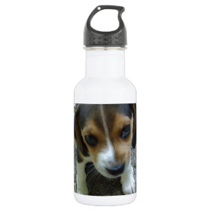 Bouteille D'eau Beagle_puppy_6_semaines.png