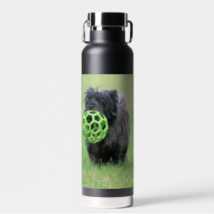 Bouteille D'eau Cairn terrier
