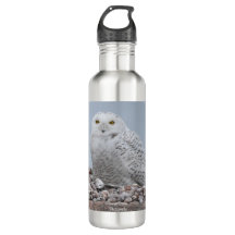 Chouette des neiges sur les snells