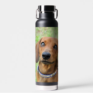 Bouteille D'eau Dachshund