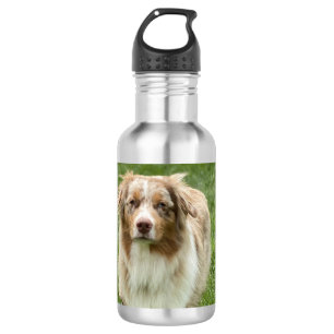 Bouteille d'eau de berger australien