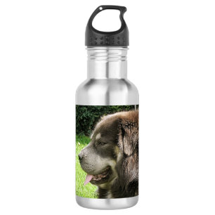 Bouteille D'eau En Acier Inoxydable mastiff tibétain.png