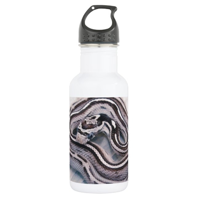 Bouteille D'eau En Acier Inoxydable Serpent de maïs de bébé (Devant)